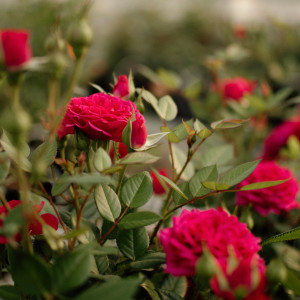 FUCHSIA TERRAZZA® FUCHSIA TERRAZZA®